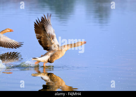 Graylag oche di prendere il volo su Hickling ampia - Anser anser Foto Stock