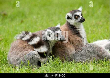 L'anello Tailed Lemur Lemur catta Madagascar Foto Stock