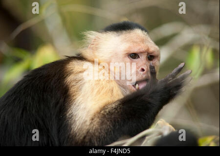 Bianco cappuccino con testa Cebus capucinus Panama Foto Stock