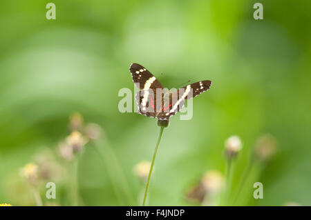 Nastrare Peacock Fatima Butterfly Anartia fatima Panama Foto Stock