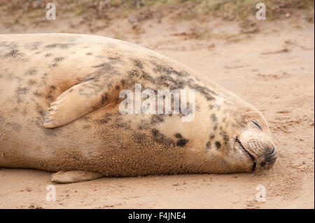 Guarnizione grigia Halichoerus grypus Donna Nook REGNO UNITO Foto Stock