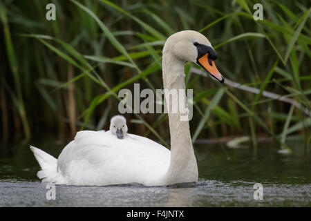 Adulto Swan (Cygnus olor) portante porta bimbo singolo cygnet on-board Foto Stock