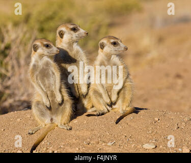 Tre suricati Foto Stock