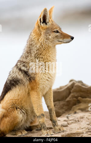 Nero-backed Jackal (Canis mesomelas) profilo Foto Stock