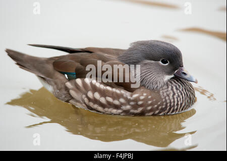 Anatra Mandarina Aix galericulata femmina Lincolnshire UK Foto Stock