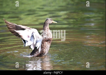 Femmina Eider Duck Somateria mollissima REGNO UNITO Foto Stock