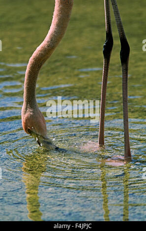 Flamingo, close-up Foto Stock