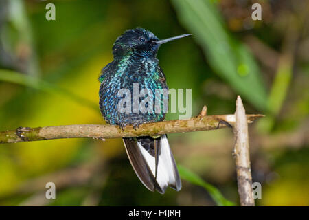 America uccello becco nero blu il ramo di close-up colore immagine orizzontale Ecuador colibrì colorato non persone all'esterno piccolo Foto Stock