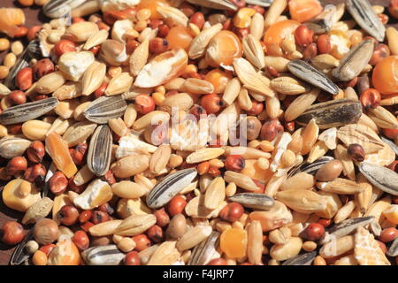 Hamster del cibo, compresa l'avena, calli, erbe aromatiche Foto Stock