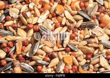 Hamster del cibo, compresa l'avena, calli, erbe aromatiche Foto Stock