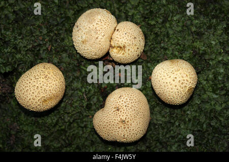 Squamosa Earthballs Scleroderma verrucosum su un letto di Liverwort Foto Stock