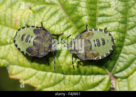 Schermo verde bug ninfe Palomena prasina Foto Stock