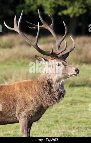 Red Deer Cervo Cervus elaphus -Testa & palchi vista laterale Tatton Park, Cheshire, Regno Unito Foto Stock