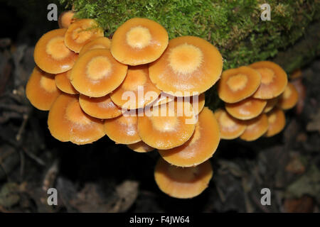 Woodtuft inguainato Kuehneromyces mutabilis Foto Stock