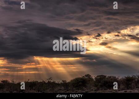 Tramonto con raggi di Dio, il Parco Nazionale di Etosha, Namibia, Africa Foto Stock