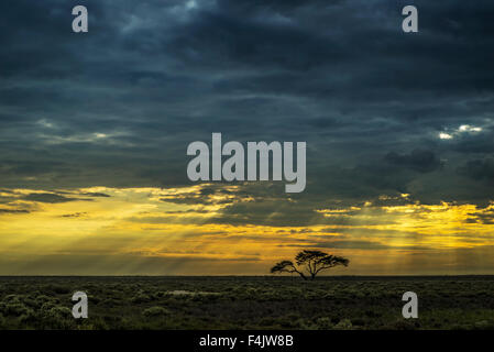 Tramonto con raggi di Dio e un lone acacia, il Parco Nazionale di Etosha, Namibia, Africa Foto Stock