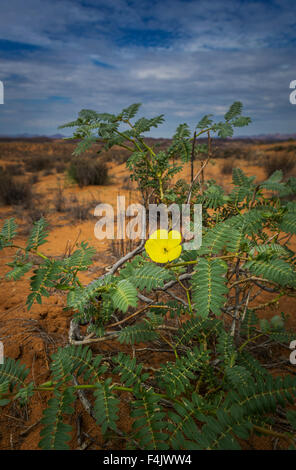 Diavolo Thorn (Tribulus zeyheri), Twyfelfontein Country Lodge, Namibia, Africa Foto Stock
