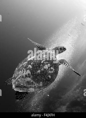 Tartaruga embricata Foto Stock