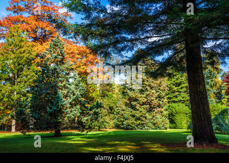 In autunno gli alberi del parco della struttura Bowood Station Wagon nel Wiltshire. Sequoia sempervirens o coast redwood trunk in primo piano. Foto Stock