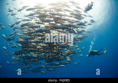 Scuola di Snapper Foto Stock