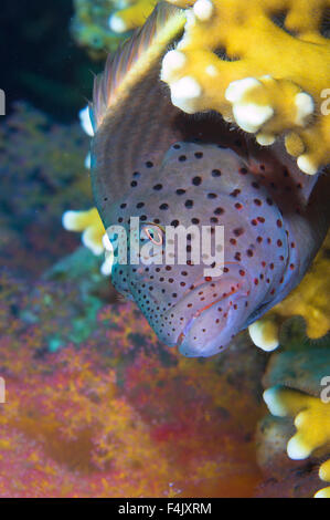 Forsters's Hawkfish Foto Stock