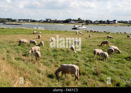 Pecore al pascolo su una cassa di espansione accanto al fiume Reno, Hitdorf, Renania settentrionale-Vestfalia (Germania). Foto Stock