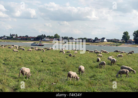 Pecore al pascolo su una cassa di espansione accanto al fiume Reno, Hitdorf, Renania settentrionale-Vestfalia (Germania). Foto Stock