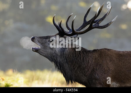 Red Deer rut cervo (Cervus elaphus) ruggente su una fredda mattina. Foto Stock