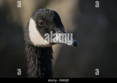 Canada goose (Branta canadensis) ritratto Foto Stock