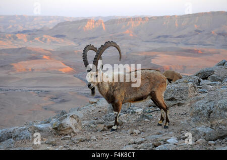 Maschio Ibex Nubiano sul bordo del cratere di Ramon, Israele Foto Stock
