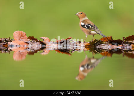 Maschio (fringuello Fringilla coelebs) sul bordo del laghetto. Foto Stock