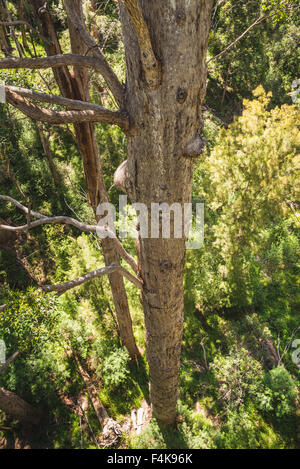 Altezza albero dalla piattaforma, presso il Tree Top Walk di La Valle dei Giganti Foto Stock