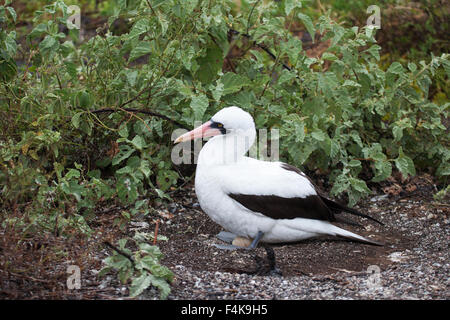 Nazca Booby (Sula granti) femmina adulta su nido, uova di covata in depressione poco profonda in sedimenti vulcanici Foto Stock