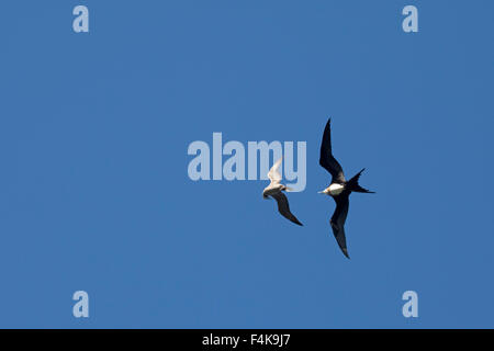 Frigatebird (Fregata sp) inseguire Booby a piedi rossi (Sula sula) per rubare cibo, un comportamento noto come kleptoparasitismo interspecifico Foto Stock