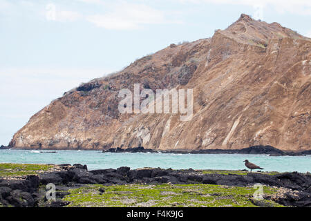 Vulcano dell'isola di San Cristobal con Lava Gull (Larus fuliginosus) in primo piano Foto Stock