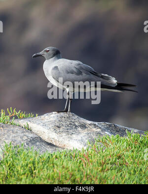 Gabbiano di lava (Larus fuliginosus) Foto Stock