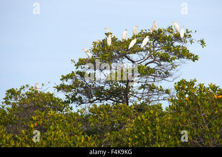 Guardabuoi (Bubulcus ibis) sono ' appollaiati su mangrovia rossa tree (Rhizophora mangle) Foto Stock