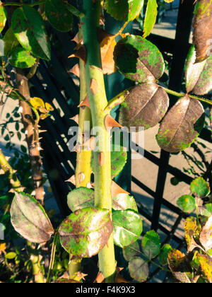 Rosaio spine Foto Stock