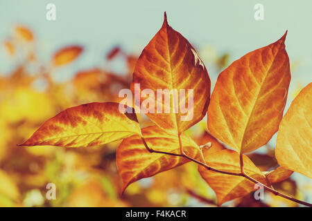 Rosso dorato Foglie di autunno su un ramo contro il cielo blu Foto Stock