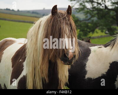 Marrone e bianco pezzati cavallo con extra lunga criniera e fringe come tresses ricopre la faccia in Cumbria rurale impostazione Foto Stock