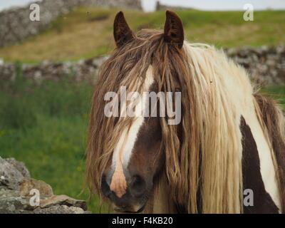 Vista di 3/4 di marrone e bianco pezzati cavallo con extra lunga criniera e fringe come tresses ricopre la faccia in Cumbria rurale impostazione Foto Stock