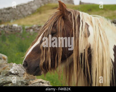 Vista laterale di marrone e bianco pezzati cavallo con extra lunga criniera e fringe come tresses in terreni agricoli impostazione con muretti a secco Foto Stock