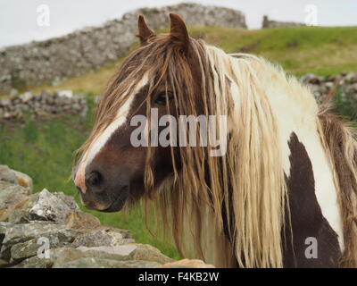 Vista laterale di marrone e bianco pezzati cavallo con extra lunga criniera e fringe come tresses in terreni agricoli impostazione con muretti a secco Foto Stock