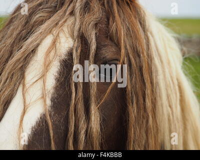 Close-up di marrone e bianco pezzati cavallo con extra lunga criniera e fringe come twisted tresses ricopre la faccia Foto Stock