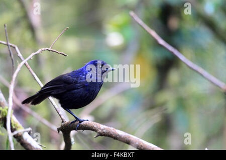 Shiny sibilo Tordo (Myophonus melanurus) a Sumatra, Indonesia Foto Stock