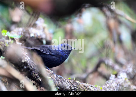 Shiny sibilo Tordo (Myophonus melanurus) a Sumatra, Indonesia Foto Stock