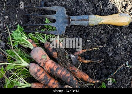 Appena scavato carote poggiare sul terreno con una forcella di giardino Foto Stock