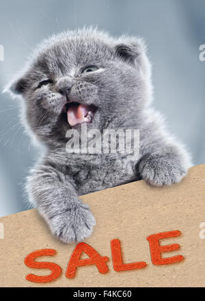 Vendita! Funny kitty con cartone vuoto. Ritratto di pet Foto Stock