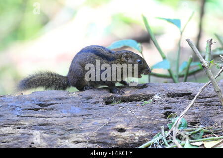 A tre strisce di terra (scoiattolo Lariscus insignis) in Mt.Kerinci, Sumatra, Indonesia Foto Stock