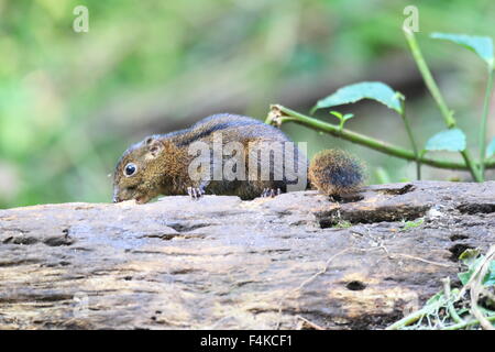 A tre strisce di terra (scoiattolo Lariscus insignis) in Mt.Kerinci, Sumatra, Indonesia Foto Stock